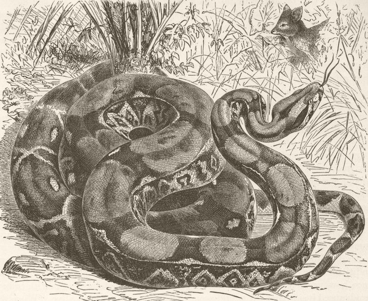 Associate Product REPTILES. Common boa 1896 old antique vintage print picture