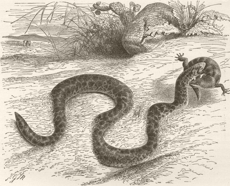 Associate Product ANIMALS. Egyptian sand-snake 1896 old antique vintage print picture
