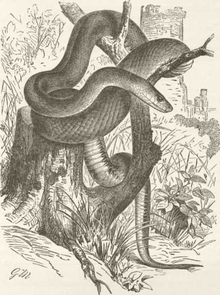 ANIMALS. Aesculapian snake 1896 old antique vintage print picture