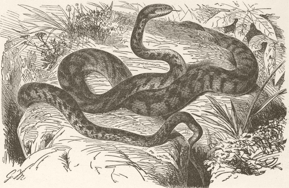 Associate Product CATS. Cat-snake 1896 old antique vintage print picture