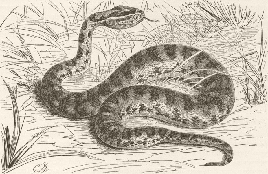 Associate Product SNAKES. Siberian Halys viper 1896 old antique vintage print picture