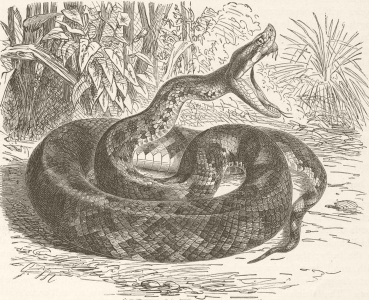 ANIMALS. Rat-tailed pit-viper 1896 old antique vintage print picture