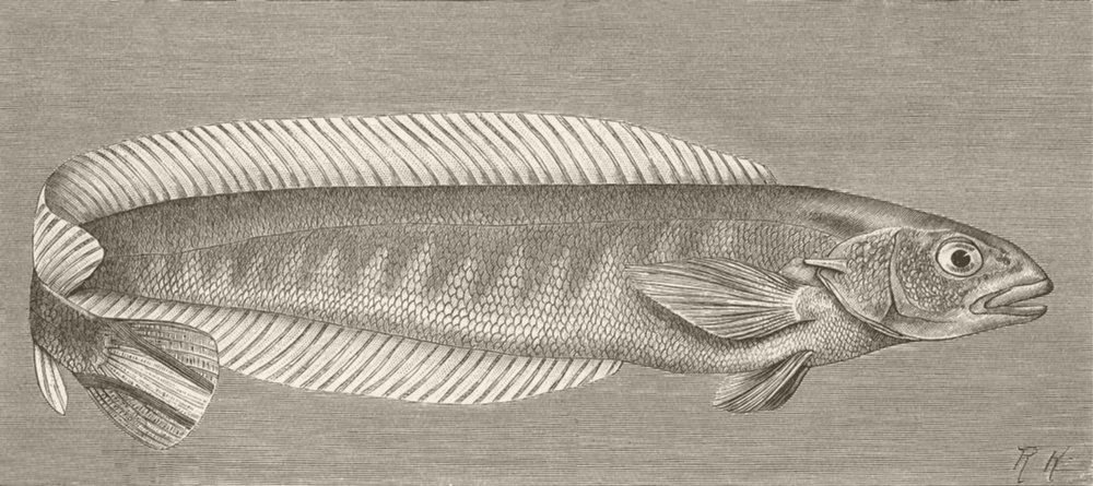 FISH. Haedt's soft-spine 1896 old antique vintage print picture