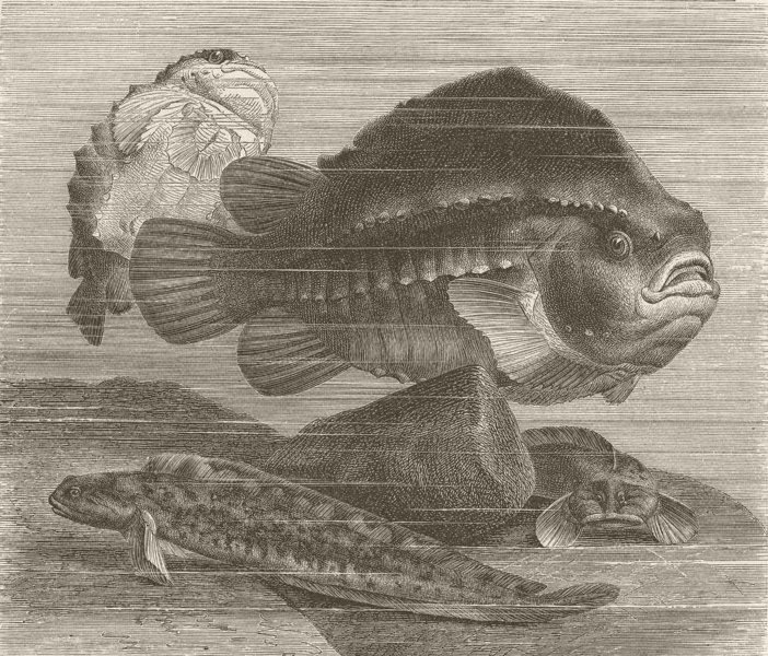 FISH. Lump-sucker & viviparous blenny  1896 old antique vintage print picture
