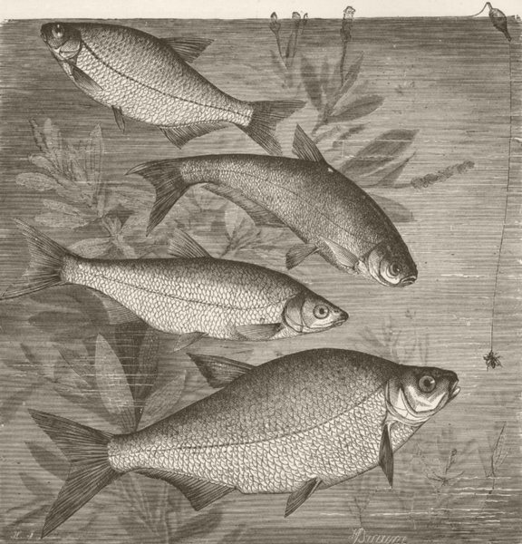 FISH. Bream. White, Zope, Zarthe & Common  1896 old antique print picture