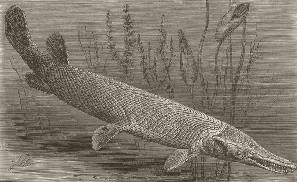 FISH. Bony-pike 1896 old antique vintage print picture