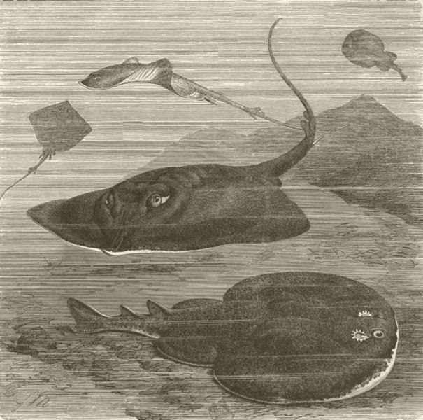 FISH. Common skate & marbled electric ray  1896 old antique print picture