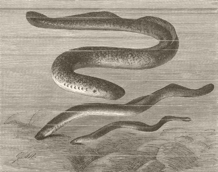 CYCLOSTOMATA. Sea-lamprey, River- & small  1896 old antique print picture
