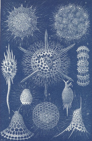 AMOEBA. Radiolarians 1896 old antique vintage print picture