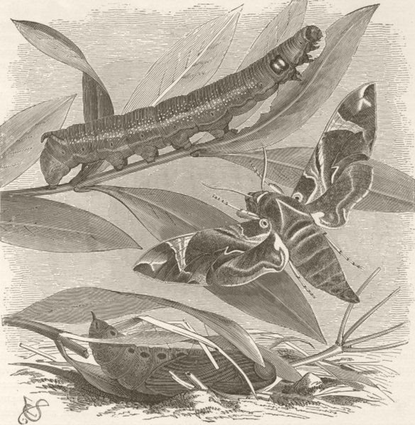 Associate Product LEPIDOPTERA. Oleander hawk-moth, with larva & pupa 1896 old antique print