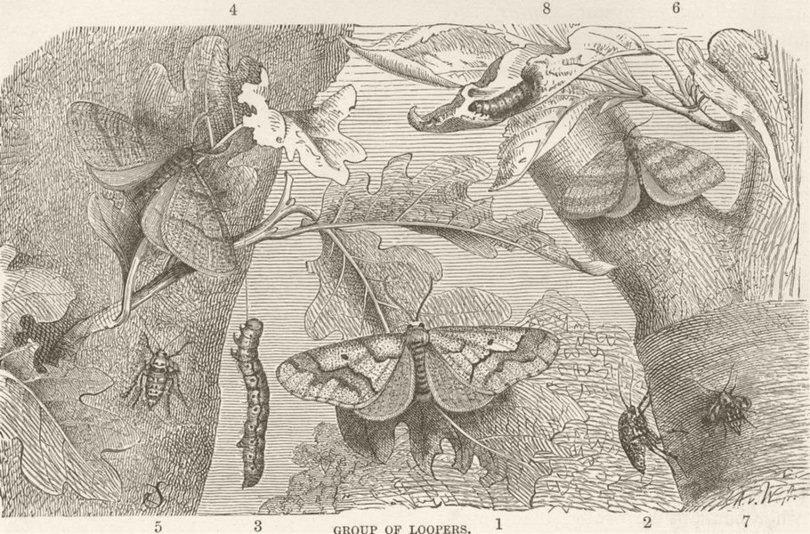 Associate Product LEPIDOPTERA. Group of loopers 1896 old antique vintage print picture