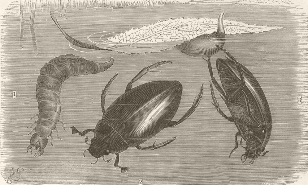 BEETLES. Great black water-beetle, Larva; egg-cocoon 1896 old antique print