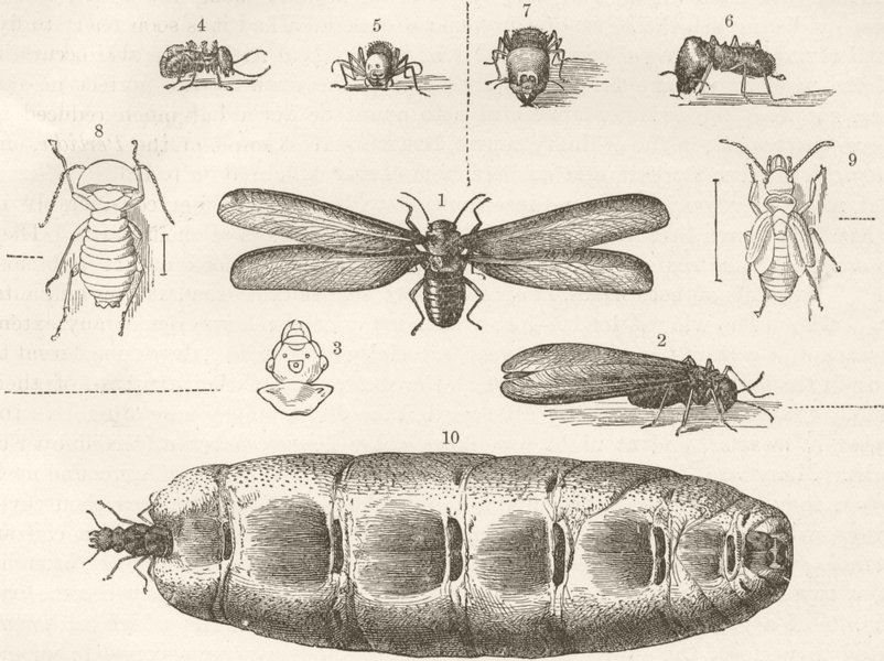 Associate Product INSECTS. White ants & development 1896 old antique vintage print picture