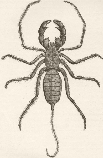 SCORPIONS. Bornean whip-scorpion, Thelyphonus hose 1896 old antique print