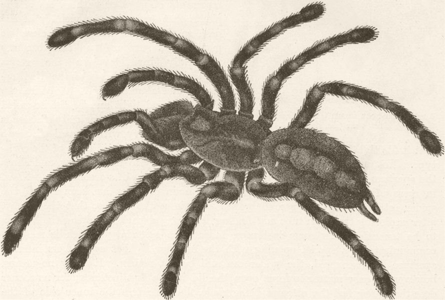 Associate Product BANDED BIRD-EATING SPIDER. Paecilotheria fasciata 1896 old antique print