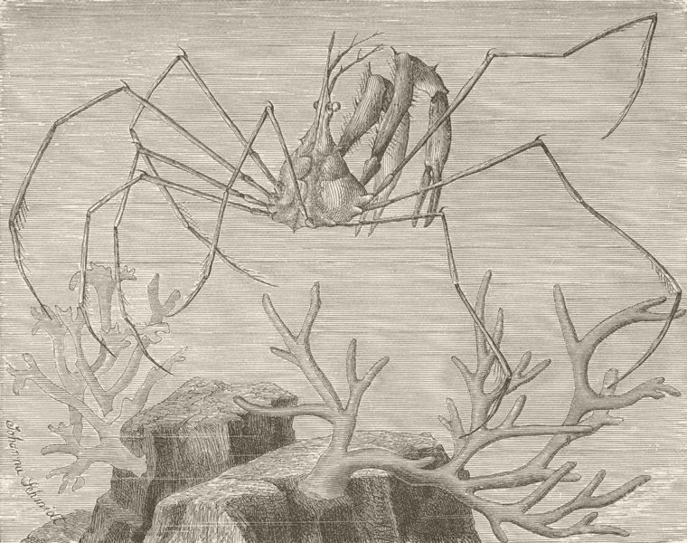 INSECTS. Long-beaked spider-crab 1896 old antique vintage print picture