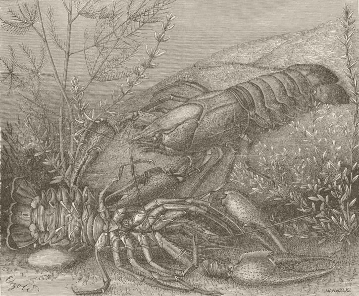 CRUSTACEANS. Common crayfish 1896 old antique vintage print picture