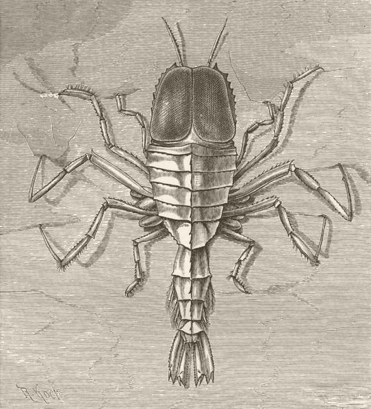 CRUSTACEANS. Transparent ocean-shrimp, Cystosoma neptuni 1896 old print