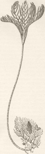 ECHINODERMATA. Lofoden root-crinoids 1896 old antique vintage print picture