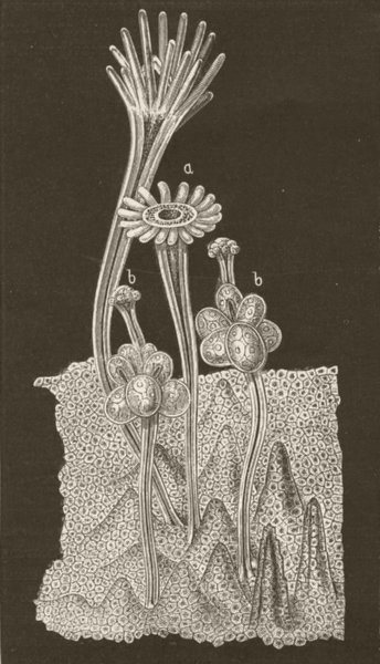 Associate Product COELENTARATA. Female stock of Hydractinia echinata 1896 old antique print