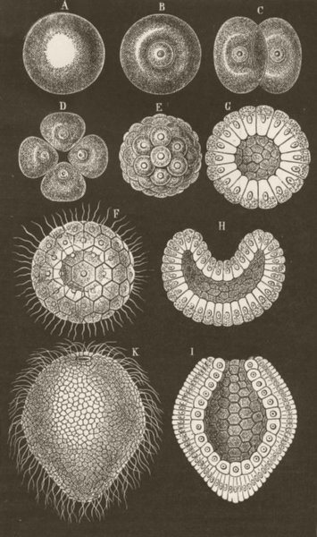Associate Product COELENTARATA. Stages in development of Monoxenia darwini 1896 old print