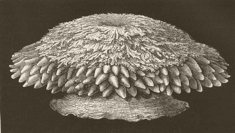 Associate Product COELENTARATA. Endive-anemone, Crambactis 1896 old antique print picture
