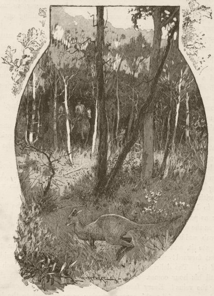 ANIMALS. kangaroo 1890 old antique vintage print picture