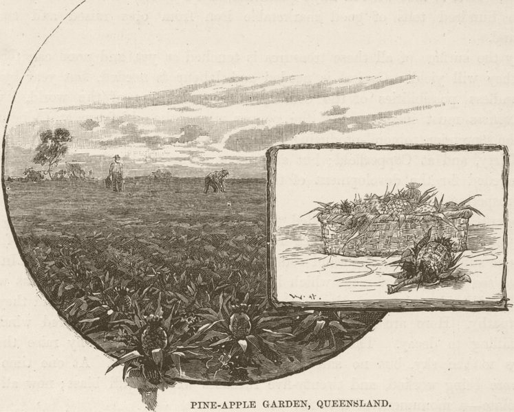 Associate Product QUEENSLAND. Margaret Seymour. Pine-apple garden  1890 old antique print