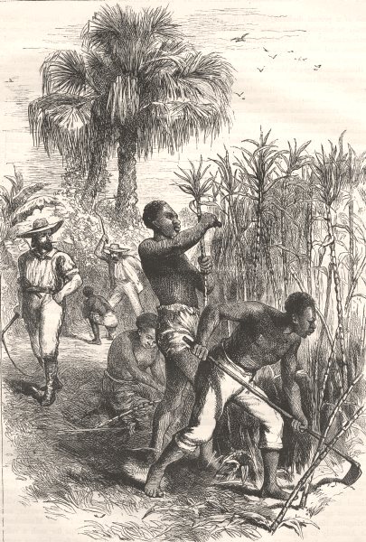 USA. Slaves working on a plantation c1880 old antique vintage print picture