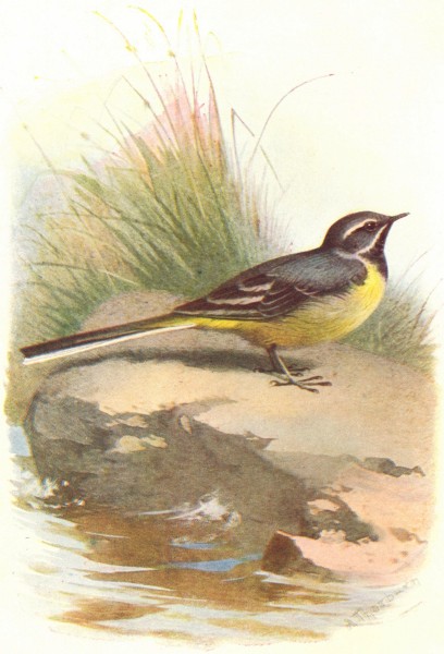 Associate Product BIRDS. Grey Wagtail. (4 7) 1901 old antique vintage print picture