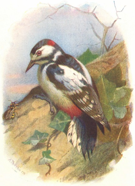 BIRDS. Great Spotted Woodpecker  1901 old antique vintage print picture