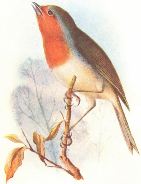BIRDS. Robin  1901 old antique vintage print picture