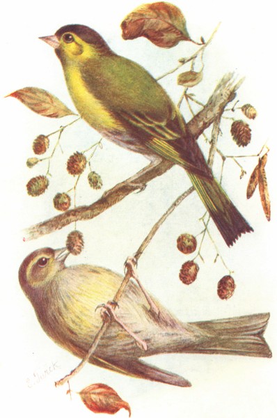 BIRDS. Siskin. (Pair)(4 5) 1901 old antique vintage print picture