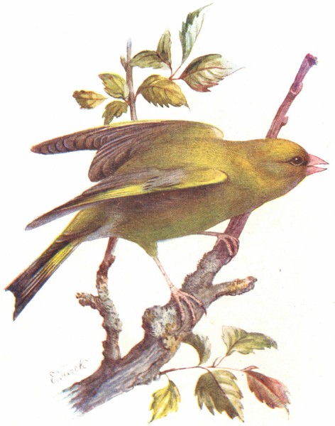 Associate Product BIRDS. Greenfinch  1901 old antique vintage print picture