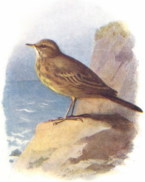 Associate Product BIRDS. Rock Pipit  1901 old antique vintage print picture
