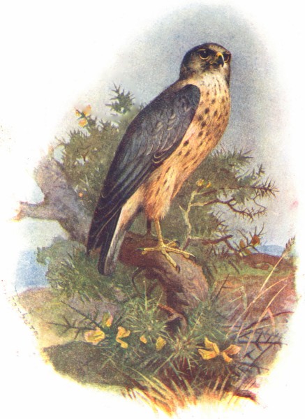 Associate Product BIRDS. Merlin  1901 old antique vintage print picture