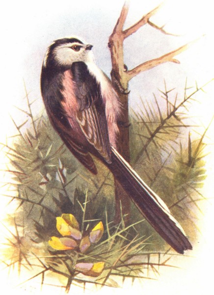 Associate Product BIRDS. Long-Tailed Tit. (4 5) 1901 old antique vintage print picture