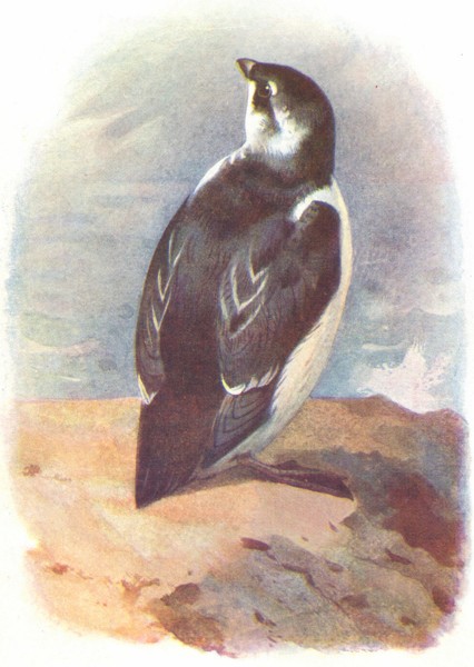 Associate Product BIRDS. Little Auk  1901 old antique vintage print picture