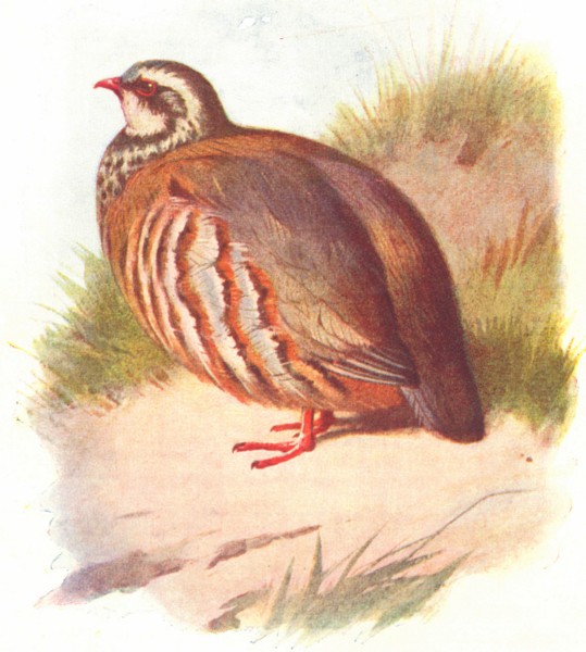 Associate Product BIRDS. Red-Legged Partridge  1901 old antique vintage print picture