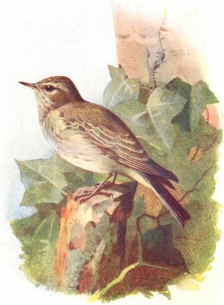 Associate Product BIRDS. Spotted Flycatcher. Fly-Catcher 1901 old antique vintage print picture