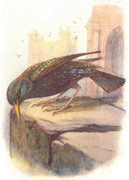 BIRDS. Starling  1901 old antique vintage print picture