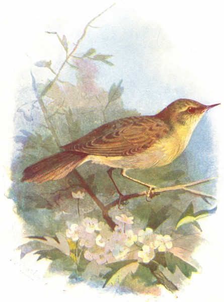 Associate Product BIRDS. Grasshopper Warbler  1901 old antique vintage print picture
