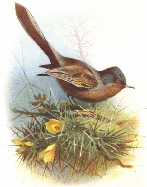 BIRDS. Dartford Warbler  1901 old antique vintage print picture