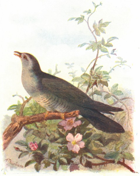 BIRDS. Cuckoo  1901 old antique vintage print picture