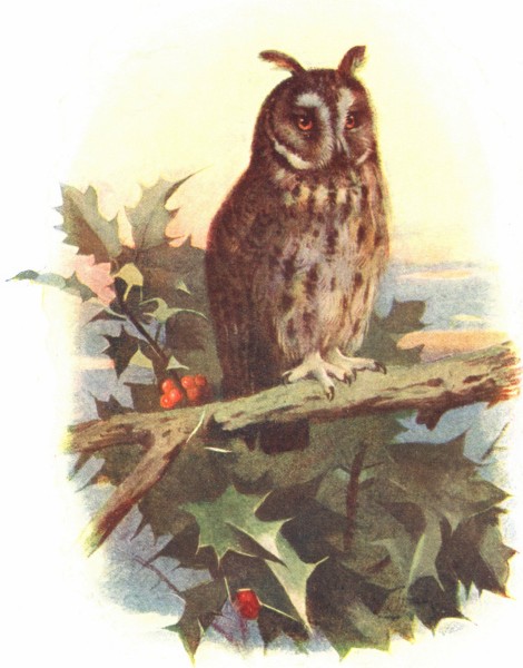 Associate Product BIRDS. Long-eared Owl  1901 old antique vintage print picture