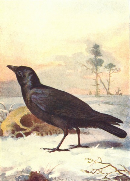 Associate Product BIRDS. Carrion Crow  1901 old antique vintage print picture
