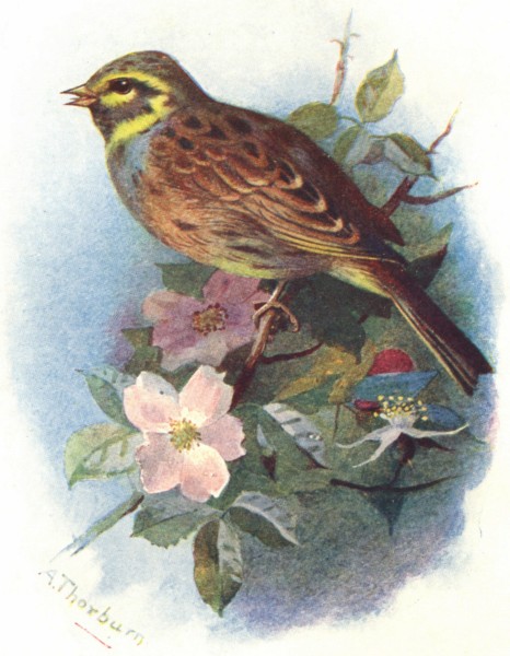 Associate Product BIRDS. Cirl Bunting  1901 old antique vintage print picture