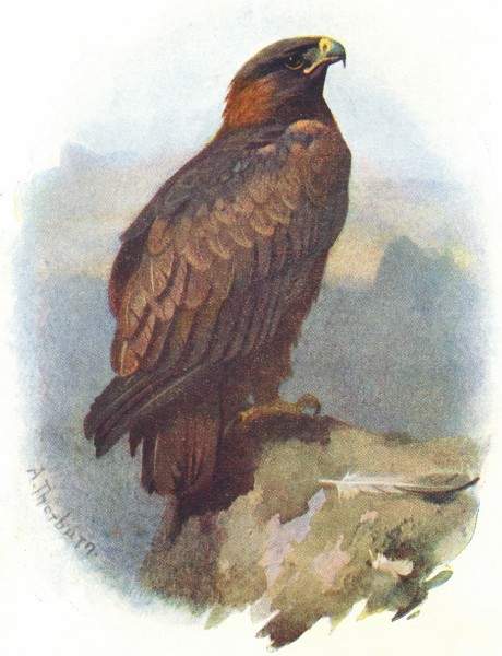 BIRDS. Golden Eagle  1901 antique vintage print picture