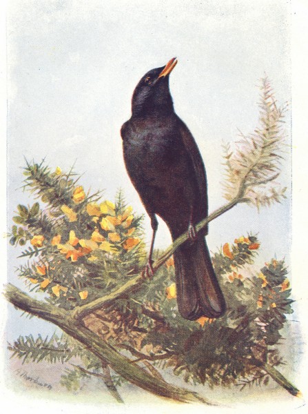 BIRDS. Blackbird  1901 old antique vintage print picture
