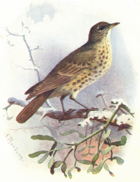 Associate Product BIRDS. Missel Thrush  1901 old antique vintage print picture